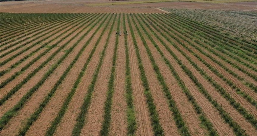 Tarım sayımında sona yaklaşıldı